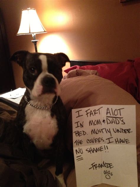 140 Best Images About Shameful Boston Terriers On Pinterest To Pee