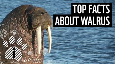 Top Facts About Walrus Wwf Youtube