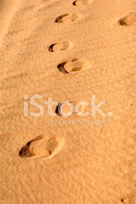 Camel Footprints Stock Photos