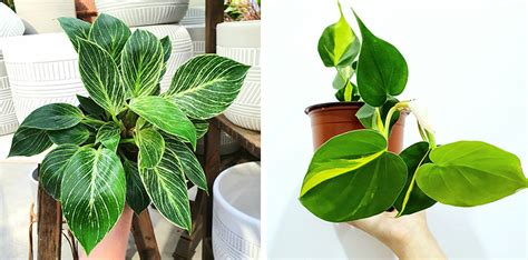 Variegated Indoor Plants Our Top Picks Flower Power