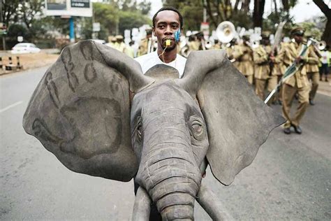 Elephant Poaching In Africa Falls Ivory Seizures Up