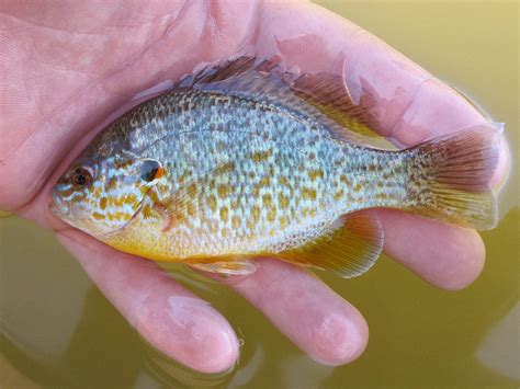 Freshwater fishes of texas by earl chilton ii, ph.d. Fall colors