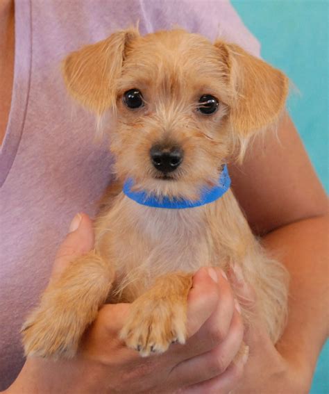 Browse all of the puppies here. The Brady Bunch Puppies debut for adoption today!