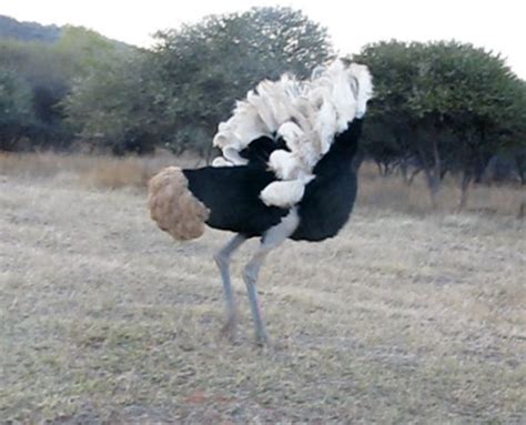 Video Incredible Ostrich Mating Dance Africa Geographic