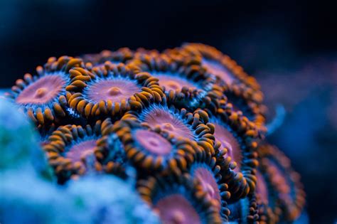 Coral In Macro