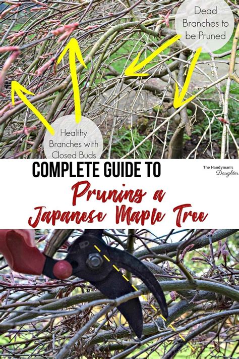 How To Prune Japanese Maple Trees In 2021 Pruning Japanese Maples