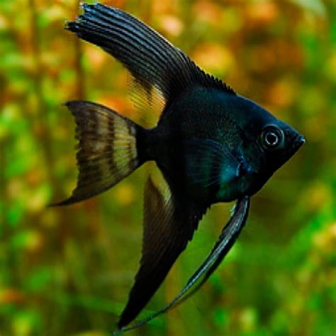 Angel Fish Black Angelfish Pterophyllum Scalare 4cm Aquarium Central