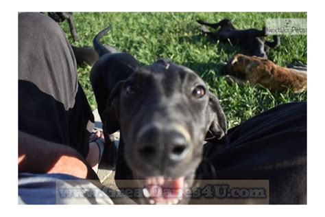 Look at pictures of great dane puppies who need a home. Black Ma B: Great Dane puppy for sale near Springfield ...