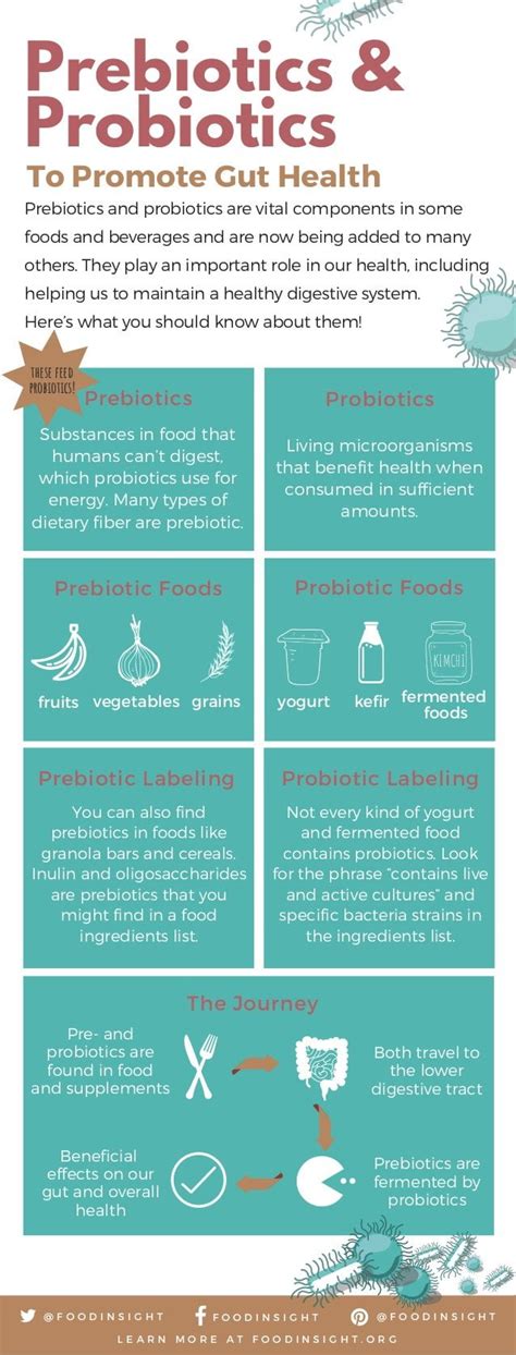 Gut Check Prebiotics And Probiotics Infographic Food Insight