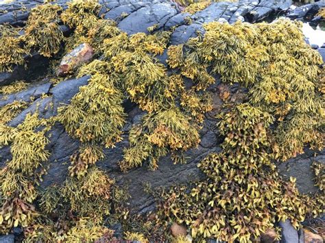 Brown Algae Fucus Seaweed Stock Photo Image Of White Rock 231654554