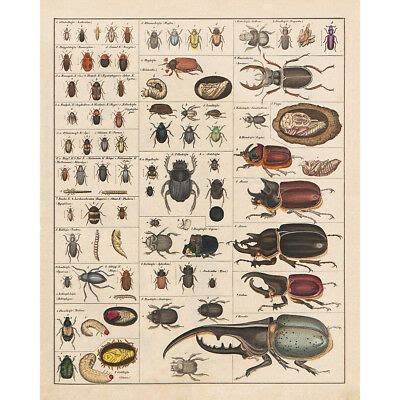 Often when introducing new concepts, students can. Vintage Poster Print Insects Collection Species Identification Reference Chart | eBay