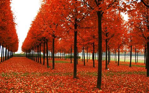 3840x2560 Autumn Foliage Landscape Mountains Trees 4k Wallpaper