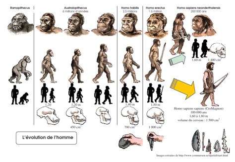 Linea Del Tiempo De La Evolucion Del Hombre
