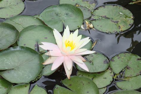 Lily Pads Birds And Blooms