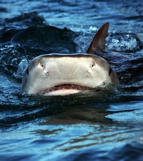 Eu Shark Finning Ban Support Ussupport