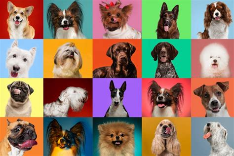 Guess The Dog Breeds Quiz Vlrengbr