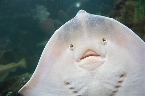 It Has A Face Funny Animals Sea Creatures Underwater World