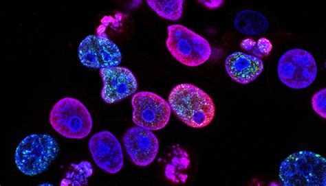 Nanoparticles Enter Living Cells To Gather Cancer Clues Laptrinhx