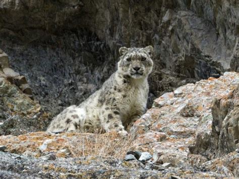 Snow Leopard Tracking In The Himalayas Responsible Travel