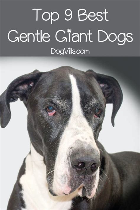 Top 9 Best Giant Dog Breeds Dogvills