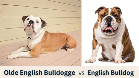 Olde English Bulldogge Vs English Bulldog What Are The Differences