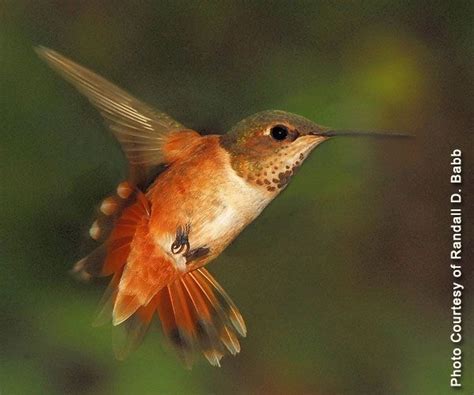 Great gray owl, northern hawk owl, boreal owl, connecticut warbler, etc. 25 best Birds of Northeastern Arizona images on Pinterest ...