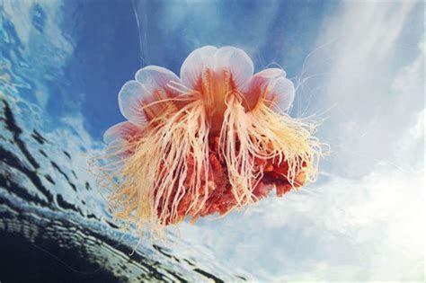 Stunning Jellyfish Shots Alexander Semenov