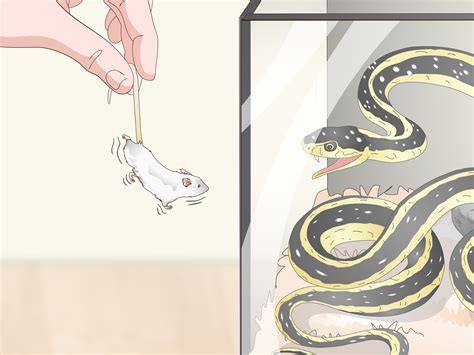 Other snakes eat amphibians, like frogs and toads. How to Feed a Snake Frozen Food (with Pictures) - wikiHow