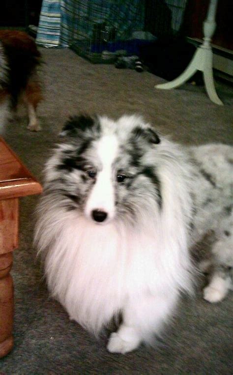Sire is ch kensils cinderella man and dam is leighhis cinderella story. 53 best images about Blue merle shelties on Pinterest ...