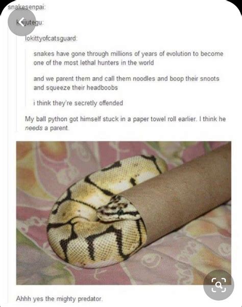 Snake Meme In 2020 Snake Ball Python Pet Ball Python