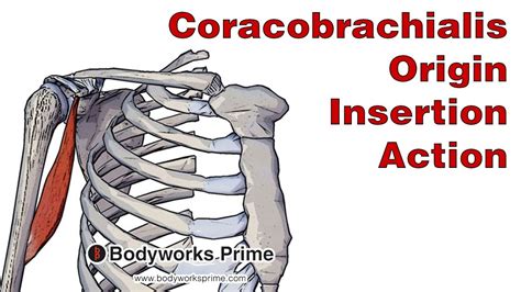 Coracobrachialis Anatomy Origin Insertion And Action Youtube