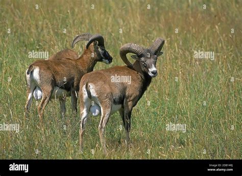 European Mouflon Sheep Ovis Ammon Musimon Pair Of Males Stock Photo