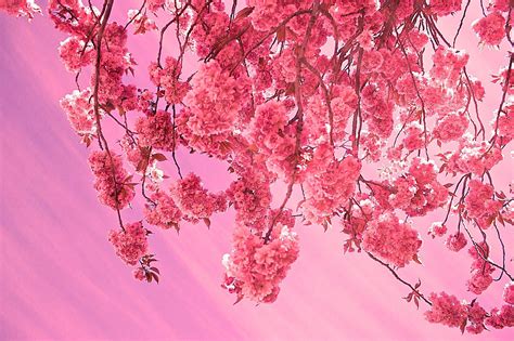 Cherry Blossoms Aesthetic Wallpapers Wallpaper Cave