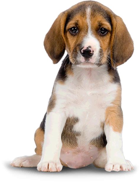 Cute Sad Puppy Sitting Dog Png Images 2021 Full Hd Transparent Png