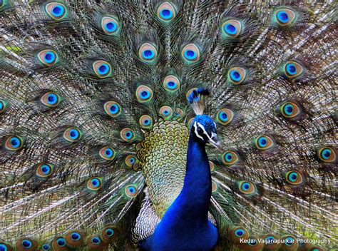 List of australian bird emblems. Indian National Bird, Peacock. | Sony DSC HX1 Photography