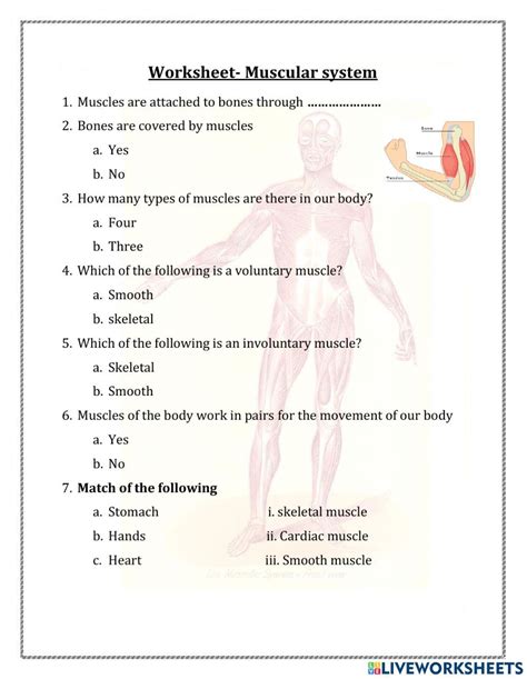 Muscle Systems Worksheet Grade 3