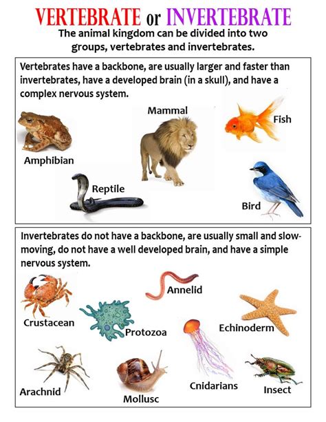 Classifying Vertebrates Anchor Chart Vertebrates And Invertebrates