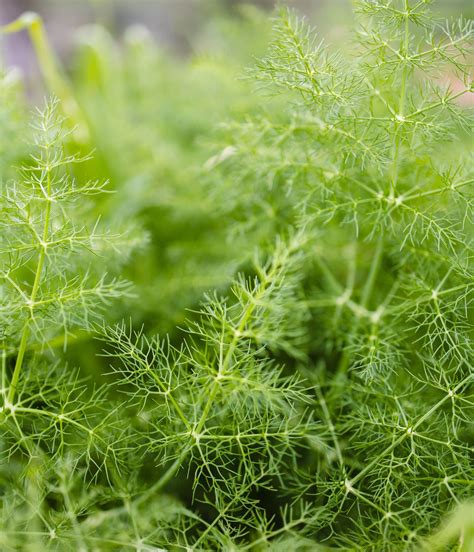 15 Healing Herbs Good for Skin Health – Furtuna Skin