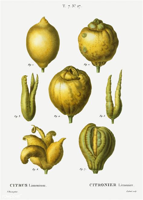 Lemon Citrus Limonium Illustration From Traité Des Arbre Flickr