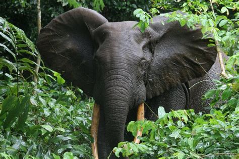 Do Elephants Live In The Rainforest Parote