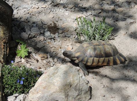 Das terrarium muss mindestens zehn mal so lang sein wie der panzer der schildkröte und fünf. DGHT-Workshop zur art- und tiergerechten Haltung von ...