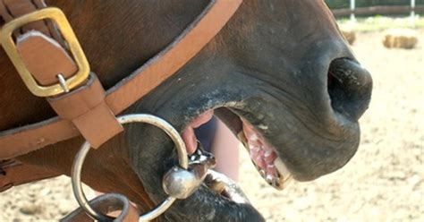 Blocked Salivary Glands In Horses Ehow Uk