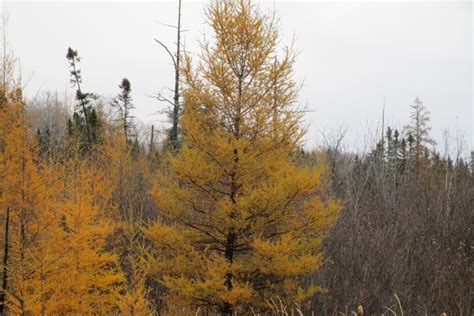 Why Evergreens Drop Needles In The Fall