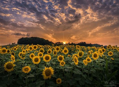 Sunflowers Sunset Summer Sunset At Sunflower Field In Pesnica