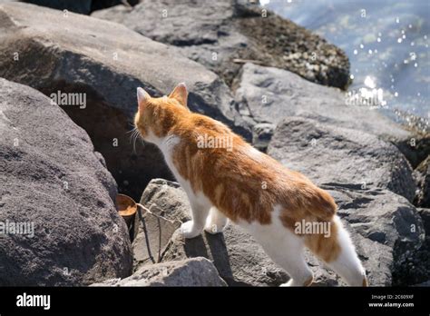 Calico Bobtail Cat Finding Food Stock Photo Alamy