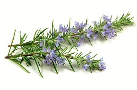 We go over the types of rosemary, the best locations to plant, the best soils and the best containers to use. Amazing Health Benefits Of Rosemary Herb!