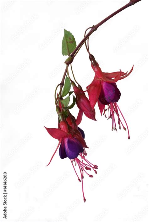 Beautiful Hanging Fuschia Flowers Stock Photo Adobe Stock