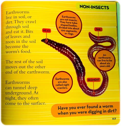 Earthworm Study Kids Activities Artofit