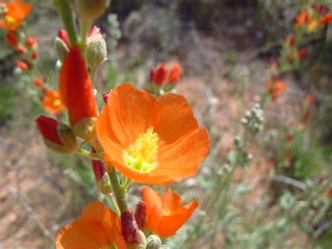 Wildflowers Of The Utah Desert Kiku Corner