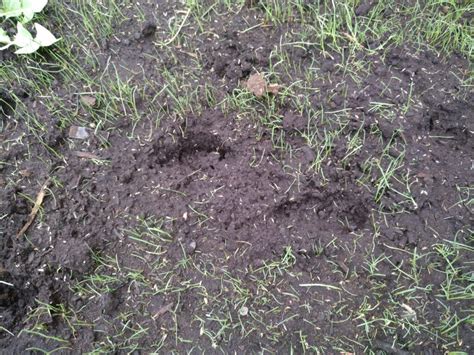 Why Are Skunks Digging Up My Yard?